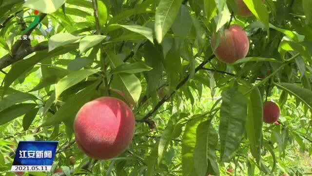 青龙村:从脱贫攻坚到乡村振兴 水蜜桃结出“小康果”