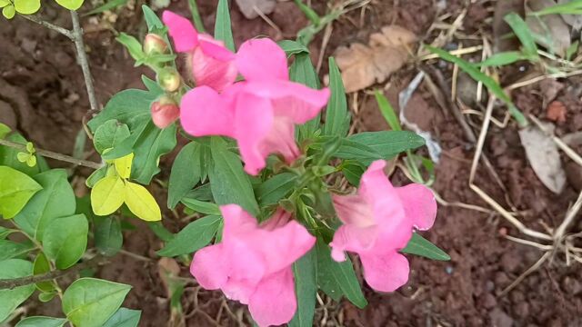 花草树木,植系世界!