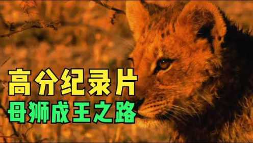 9.3分纪录片《最后的狮子》母狮王浪迹天涯最终成王！