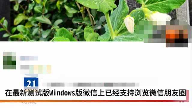 微信Windows版也能刷朋友圈了 回应:系灰度测试,近期将正式发布