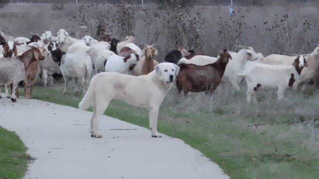 大白熊犬正在工作,很认真负责的保护羊群!