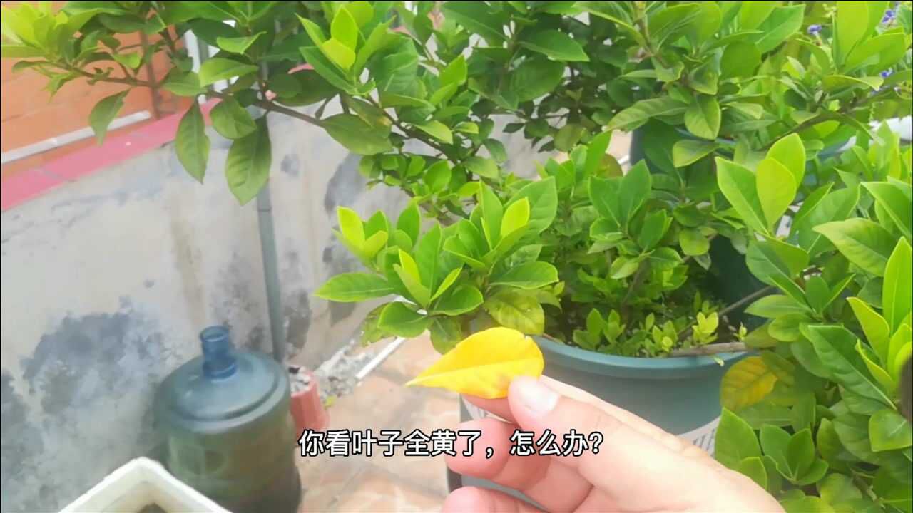 栀子花“黄叶”有妙招,花期浇一碗,花开一朵朵