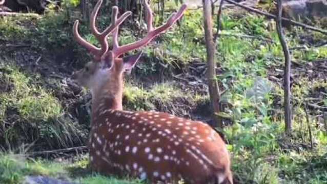 公鹿打架,鹿妈呢喃,小鹿受惊吓……盛夏清凉峰,梅花鹿的故事有趣极了