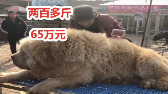 松狮犬搭配藏獒后,诞生了一只200多斤混血藏獒,价格高达65万元