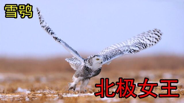 #“知识抢先知”征稿大赛# 雪鸮:北极象征性物种,白天活动的猫头鹰,号称“北方女王”