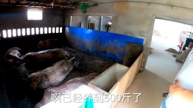 河南猪肉大涨,毛猪价位翻一倍,小伙养的猪不卖要等涨到16元一斤