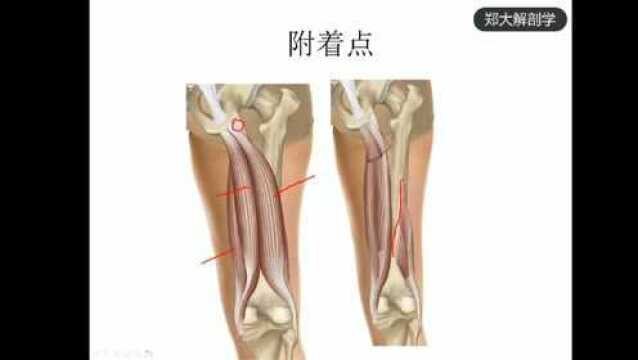 59.腘绳肌大腿后方、腘窝区域疼痛. 