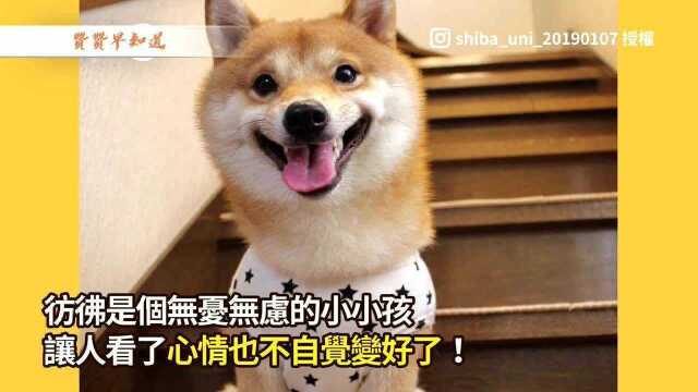 微笑柴犬超可爱