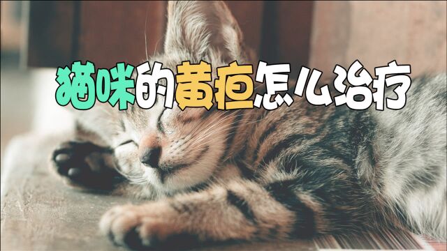 猫咪的黄疸怎么治疗