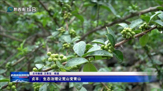 贞丰:生态治理让荒山变青山