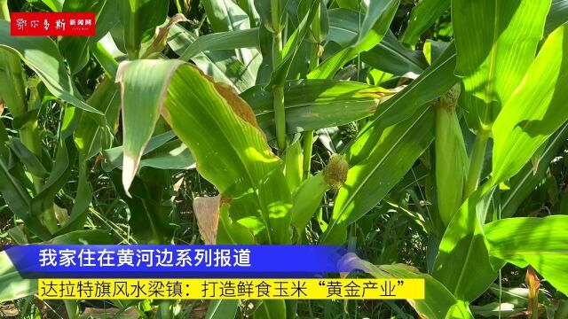 “我家住在黄河边”——达拉特旗风水梁镇;打造鲜食玉米“黄金产业”