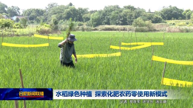 水稻绿色种植 探索化肥农药零使用新模式