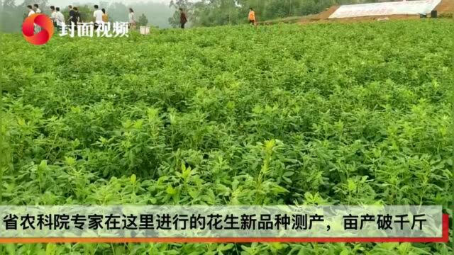 小康圆梦|四川荣县试种新品种花生亩产破1000斤 通过互联网远销全国各地