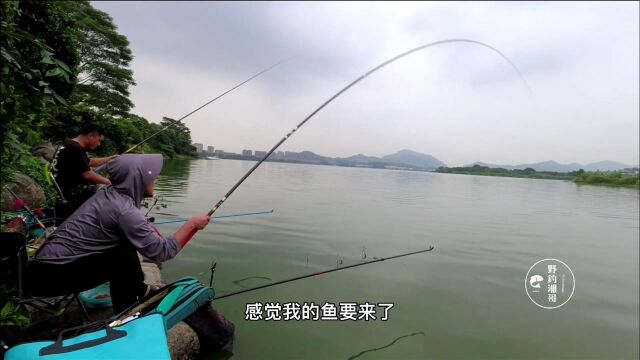 野钓厚街横岗水库,手机打窝效果就是好,最终喜获禾花鲤十几条!