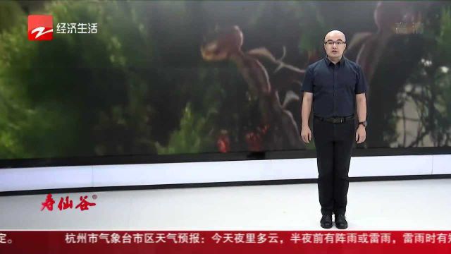 翅膀上长两个“蛇头”这种飞蛾您见过吗