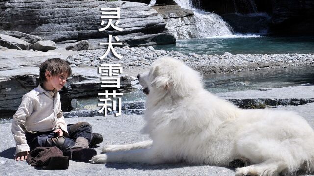 《灵犬雪莉》:流浪狗洗了洗居然是一条美丽大白犬,小男孩和狗之间的感人故事