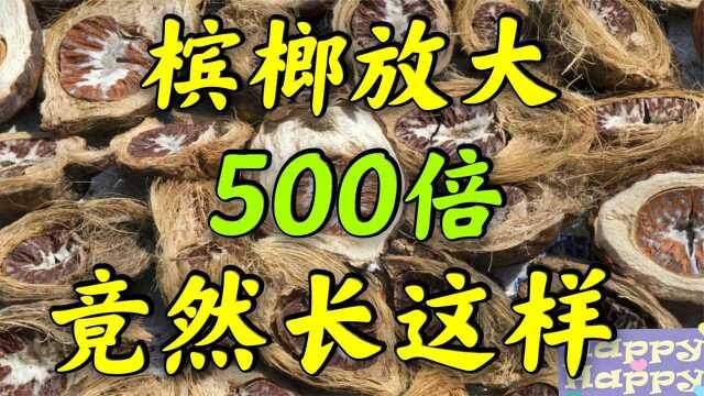 你还在吃槟榔吗?你知道在显微镜下的槟榔是什么样的吗?看完你还敢吃吗?#知识ˆ’知识抢先知#