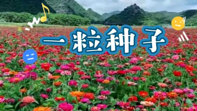 歌曲欣赏一粒种子.