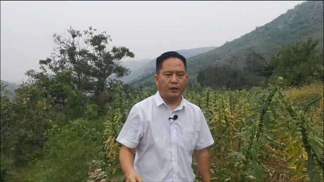 横龙也可结小地 山环水抱富贵家 老赵说风水