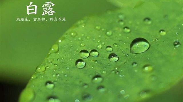 八月初一逢白露,俗语“不怕初一晴,就怕初一淋”,为啥呢?