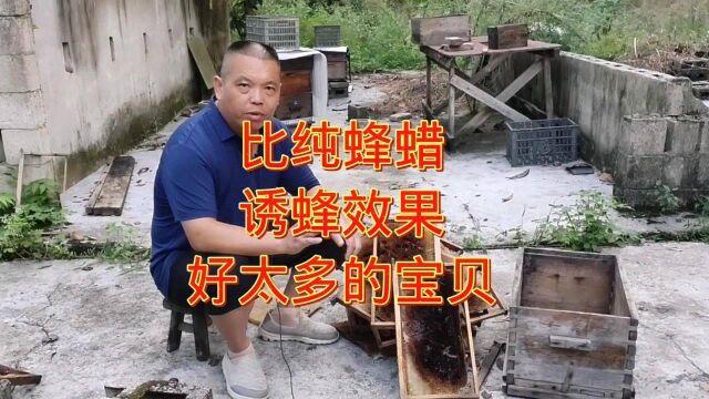 比纯蜡诱蜂效果好太多的宝只