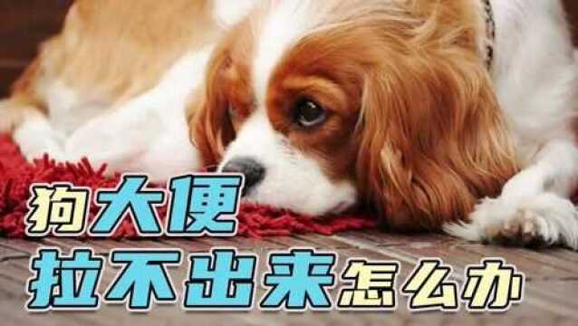 狗大便拉不出来怎么办