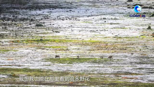 全球连线 | 鲜花怒放正当时!南非700多公里的花海大道,走起