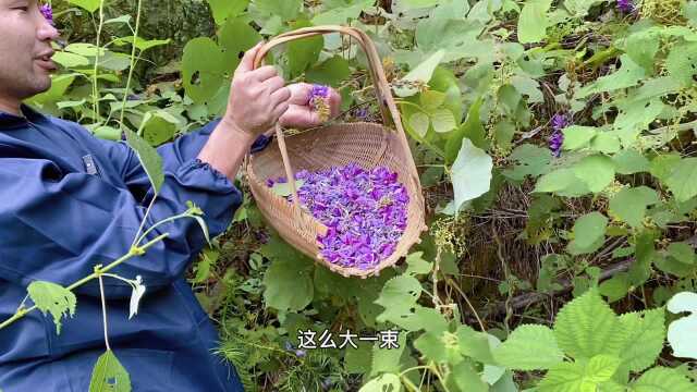 真的掉坑里了,谁知道葛根花的用处?