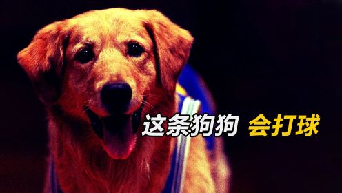会打篮球的狗狗，你见过吗？《飞狗巴迪》#电影HOT短视频大赛 第二阶段#