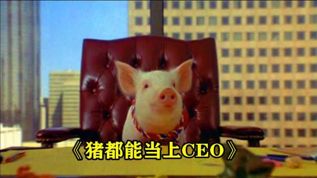 小猪救了一个男孩,成为一只网红猪,还当上了一家公司的CEO