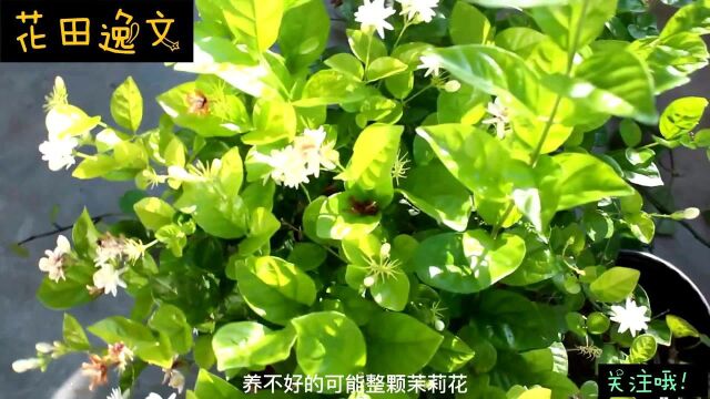 茉莉花怎么养才爆盆?教你4招,叶绿花白,香飘十里,轻松爆盆!