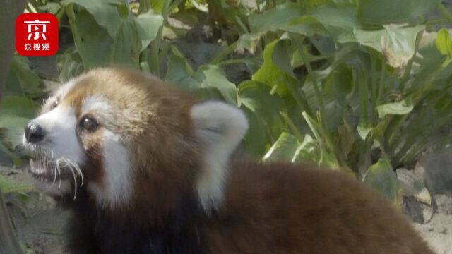 过节搬新家啦!北京野生动物园为东北虎和小熊猫打造模拟生存环境