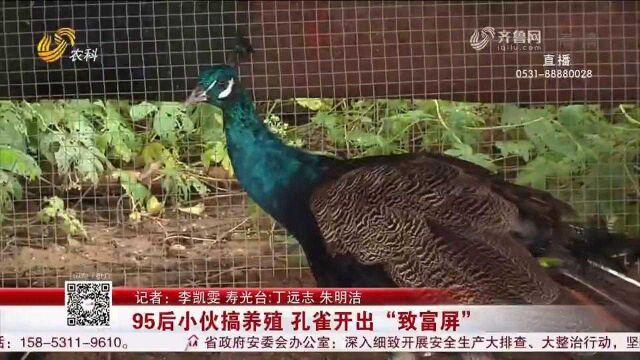 95后小伙专注搞养殖,孔雀搭上电商快车,销售火爆变成“抢手货”