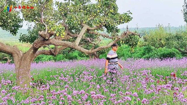 五佛洞花缘之约,百花谷中寻秋香,三百年梨园寻找最美的遇见