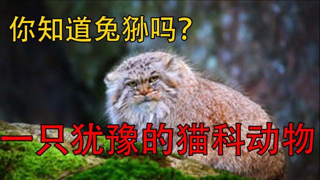 你知道兔狲吗?一只犹豫的猫科动物