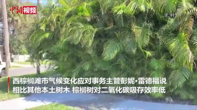 减排“不给力”美国佛罗里达州棕榈树恐要“下岗”