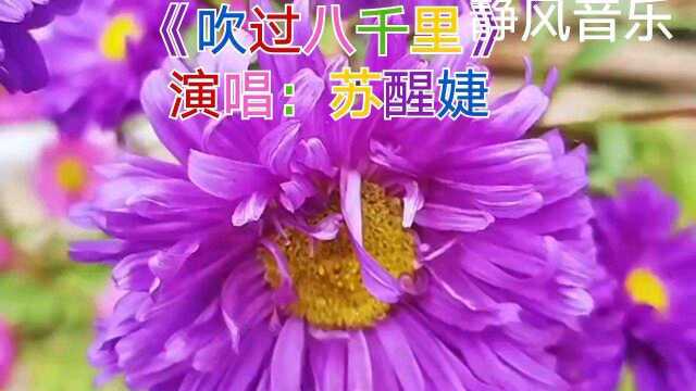 歌曲《吹过八千里》演唱:苏醒婕