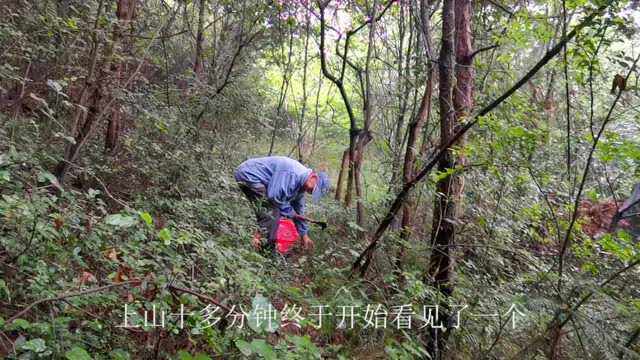 山珍海味谁最鲜,野生菌首当先,60元一斤的枞树菌真香 野生菌 #美食