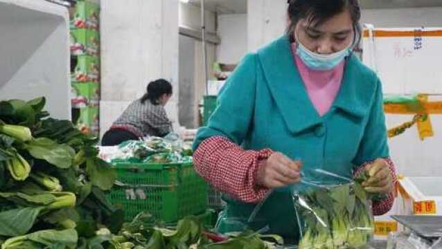 走访广州蔬菜种植基地,当地龙头供应商:菜价波动将有所缓解