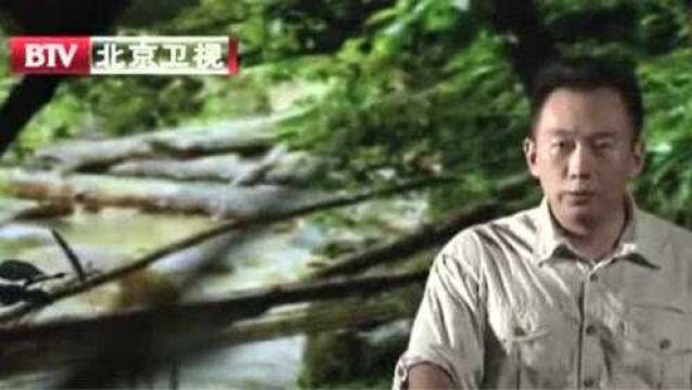 2008年,一场大雪,使莽山烙铁头蛇面临灭顶之灾