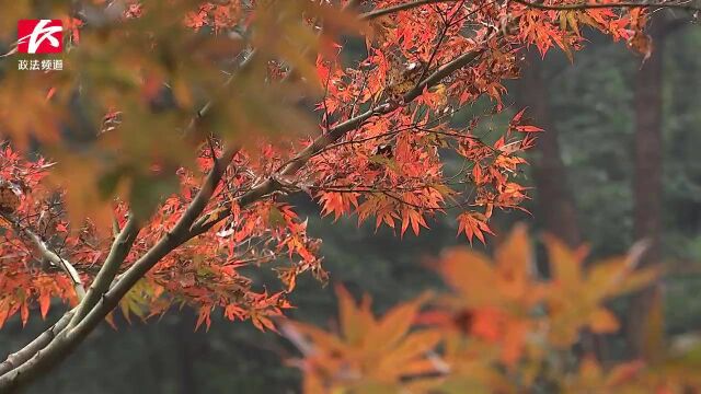 2021第十五届中国(长沙)麓山红枫节开幕,市民节假日别忘了打卡