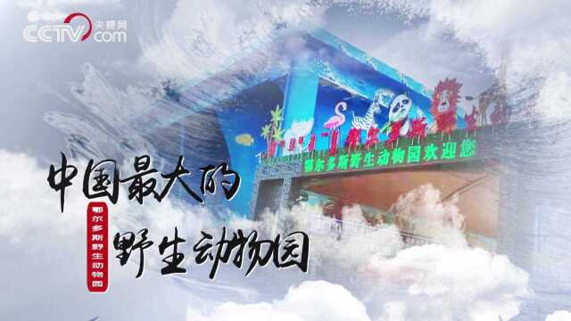 放“豹”归山,鄂尔多斯动物园救助放归贺兰山的雪豹体能充沛