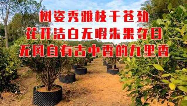 树姿秀雅枝干苍劲,花开洁白无瑕朱果夺目,无风自有古中香的九里香