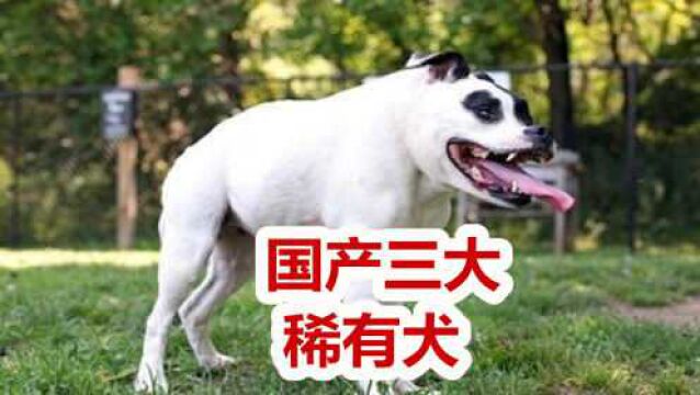 国产三大稀有犬种,中国福犬再度发现,板凳狗更是难得一见