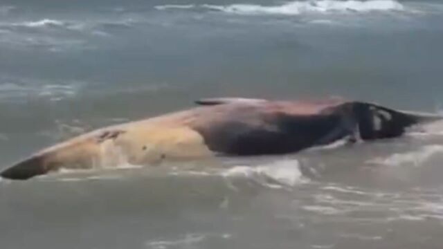 海南龙沐湾惊现一搁浅死亡鲸鱼,无明显外伤