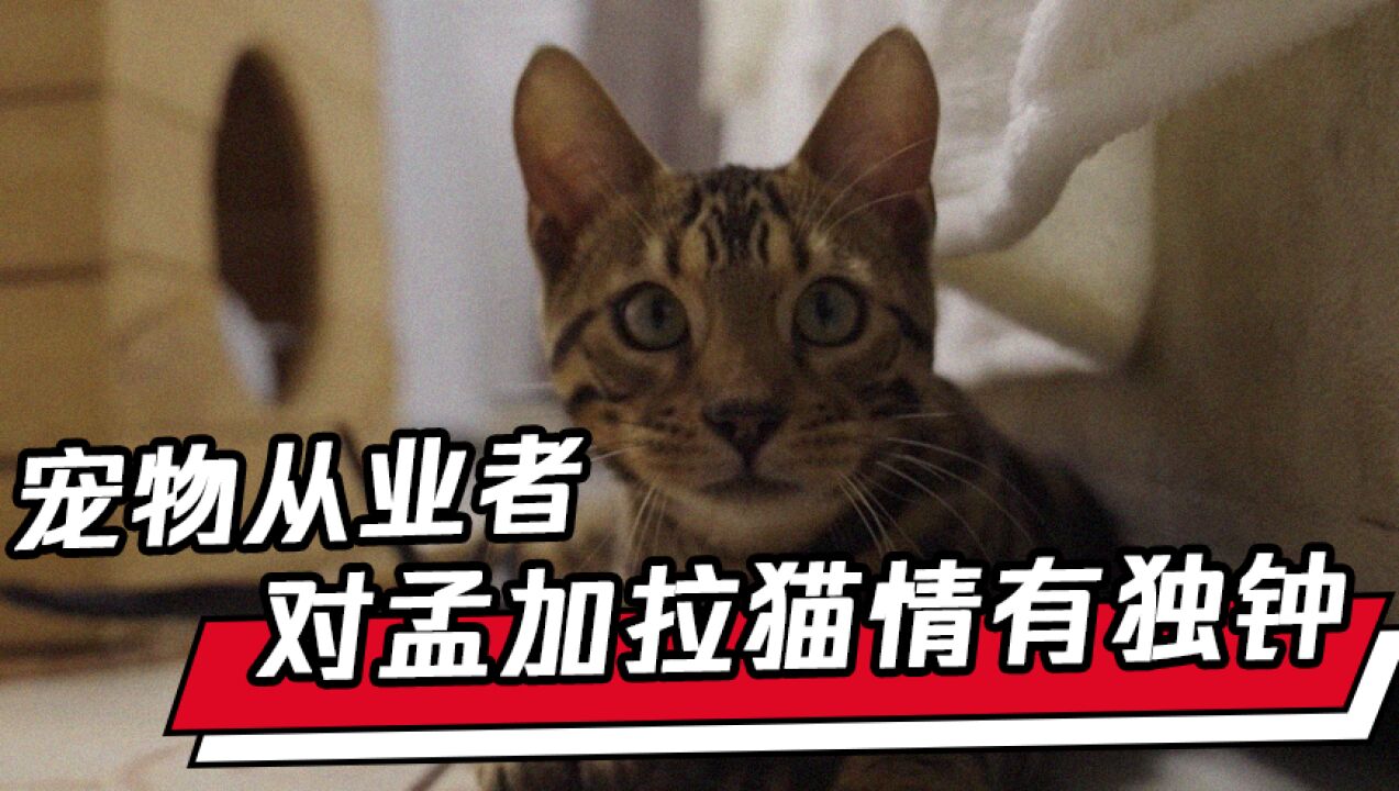 商业地理|宠物从业者对孟加拉猫情有独钟:我希望中500万,用来买猫