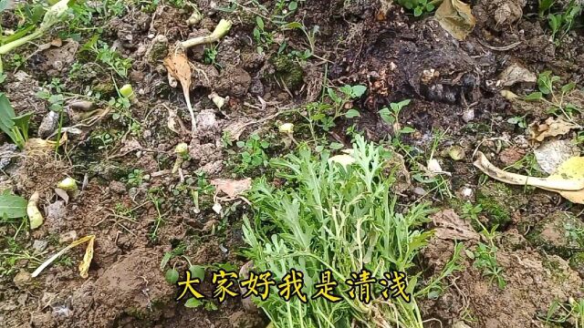 零下7度在室外也能生长的蔬菜,不容易长虫味道鲜美种植简单