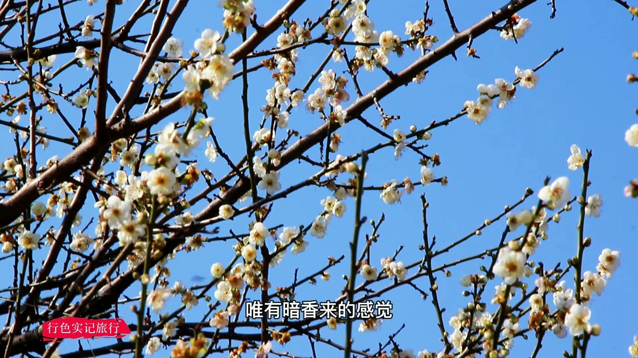 实拍广州萝岗香雪公园,成片的梅花已竞相绽放,赏梅游客人山人海