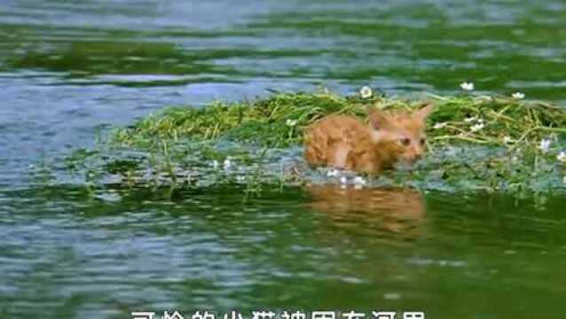 #《子猫物语》