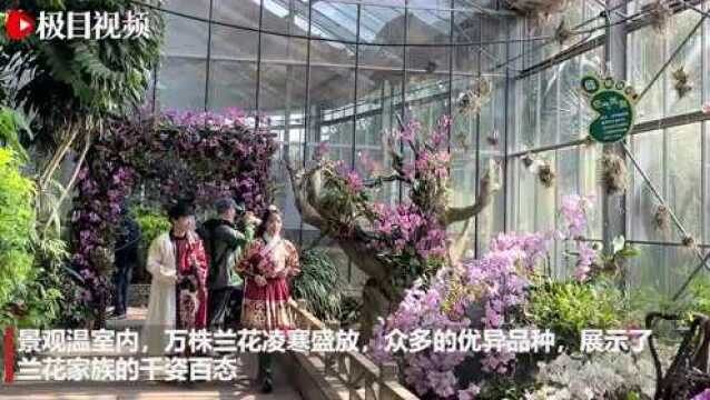 领带兰,火焰兰,珍品国兰……武汉植物园热带兰花展开讲兰文化